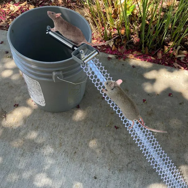Piège souris déroulant réutilisable