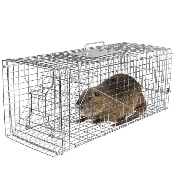 Piège chat humain cage sans cruauté fil galvanisé raton laveur