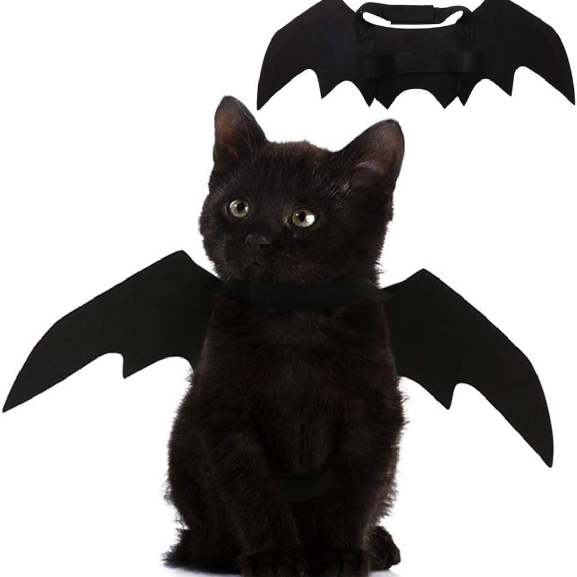 Ailes chauve-souris chat Halloween, costume fête